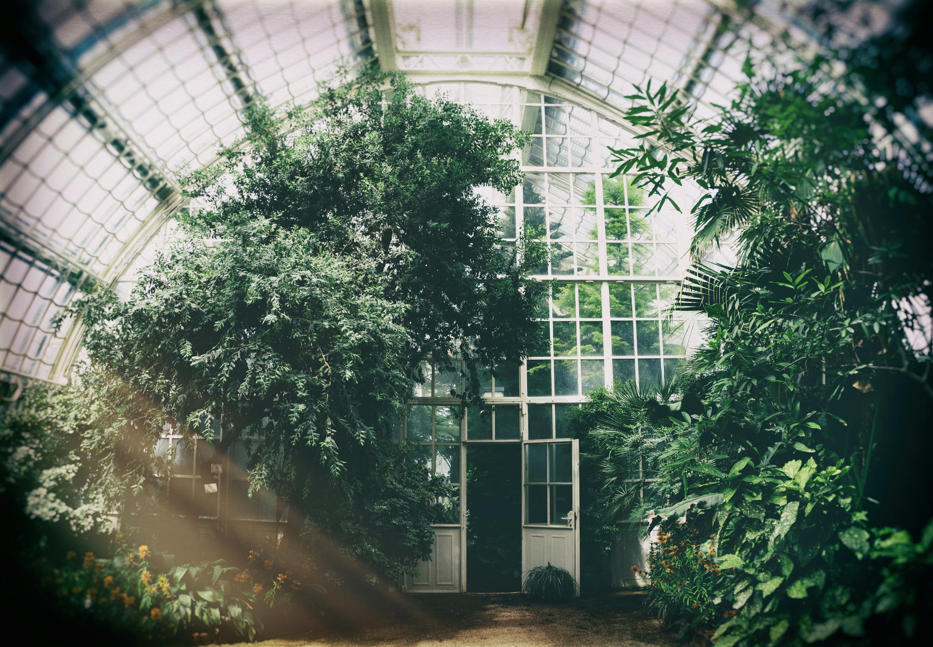 Plantation d'arbustes